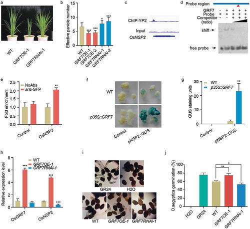 Figure 1. OsGRF7 controls tiller number through directly regulating strigolactone biosynthesis. (a) Plant stature of the OsGRF7 overexpression (GRF7OE-1) and RNAi (GRF7RNAi-1) transgenic plants at the tillering stage. Bar = 20 cm. (b) Effective panicle number of OsGRF7 transgenic lines. Values are means ± SD of 15 independent plants. (c) OsGRF7 binding peak in the promoter of OsNSP2. (d) EMSA validation of the binding between OsGRF7 and the promoter of OsNSP2. The two-fold, 10-fold, and 100-fold unmodified probes were used as competitors. Red triangle indicates the site of the ACRGDA motif on the promoter region. (e) ChIP-qPCR validation of the OsGRF7 binding site in the promoter of OsNSP2. The fold enrichment was normalized against the promoter of OsUBI. No addition of antibodies (NoAbs) served as a negative control. (f) OsGRF7 affects pNSP2::GUS expression in rice calli. Wild type and p35S::GRF7 calli without transfection were used as negative controls. (g) Blue pixels from the GUS staining were scanned and quantified using ImageJ (https://imagej.nih.gov/ij/). (h) Relative expression levels of the OsGRF7 and OsNSP2 detected with reverse-transcription followed by quantitative PCR (RT-qPCR). OsUBI was used as an internal reference. (i-j) Germination analysis of O. aegyptiaca seeds using the extracts of OsGRF7 transgenic lines. Distilled water (H2O) and 1 μM GR24 were used as negative and positive controls, respectively. WT, wild type. In e, g, h, and j, values are means ± SD of three biological replicates. Asterisks indicate significant difference by Student’s t-test (* P < .05; ** P < .01; and *** P < .001)