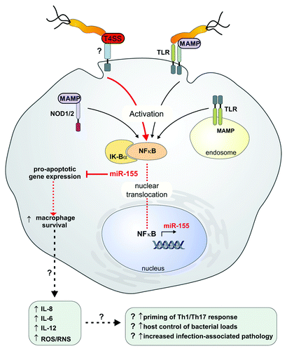 Figure 1. The proposed T4SS-dependent activation of miR-155 expression in macrophages during H. pylori infection. The T4SS, specific to virulent H. pylori strains, induced NFκB dependent miR-155 expression, in addition to the known activation by H. pylori MAMPs via TLR and NOD1/-2 pattern recognition receptor signaling. T4SS-dependent miR-155 expression, represented by (?), may be directly dependent on an unidentified cellular receptor, or on an indirect activation pathway. miR-155 was found to target a number of pro-apoptotic genes in macrophages, and conferred an anti-apoptotic effect upon infection in the presence of a DNA damage inducing reagent. It is speculated that miR-155 expression could prolong macrophage survival in the inflammatory microenvironment, which could contribute ultimately to the deregulation of pro-inflammatory responses, increased expression of proinflammatory mediators e.g., IL-8 and IL-6 and pathology progression observed during H. pylori infection. MAMP, microbe-associated molecular pattern; NOD, nucleotide oligomerization domain; ROS, reactive oxygen species; RNS, reactive nitrogen species; T4SS, type IV secretion system; TLR, Toll-like receptor.