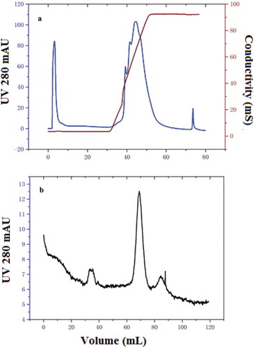 Figure 1. Elution profile of nattokinase by Q-HP chromatography at analytical scale; the fraction with specific activity was collected from 8 to 23 mL as unbound part (a), and elution profile of sephacryl-100 chromatography by the analytical level (b).Figura 1. Perfil de elución de la nattoquinasa por cromatografía Q-HP a escala analítica; la fracción con actividad específica se recogió de 8–23 ml como parte no unida (a), y el perfil de elución de la cromatografía en Sefacril-100 según el nivel analítico (b).