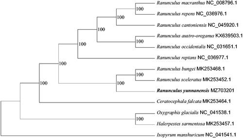 Figure 1. Maximum likelihood (ML) phylogenetic tree based on 13 complete cp genomes. The tree was rooted using Isopyrum manshuricum, Ranunculaceae, as outgroup. The bootstrap support values were marked above the branches.