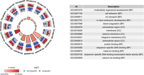 Figure 5 Top five significantly enriched GO terms of targeted differentially expressed mRNAs in osteonecrosis of the femoral head. The z-score clustering in the GO terms of targeted differentially expressed mRNA is shown below. The red and blue color represent up-regulated and down-regulated mRNA, respectively.