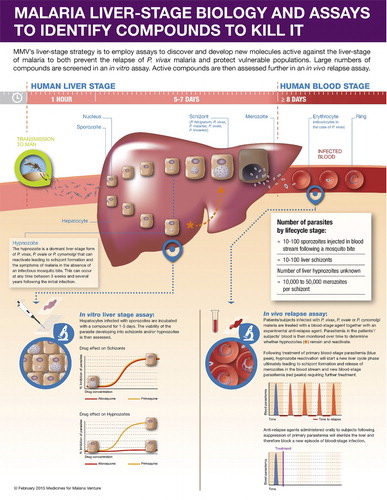 Figure 1. Liver stage life cycle of Plasmodium spp. A proportion of vivax sporozoites differentiate to a hypnozoite form that ultimately reactivates and proliferates leading to a blood-stage relapse.