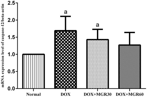 Figure 5. Effect of MGR on DOX-induced alteration of caspase-12 mRNA expression level. mRNA expression levels are normalized to β-actin as housekeeping gene. Values are presented as mean ± SD (n = 5), ap < 0.05 versus the normal group; normal = normal group, DOX = doxorubicin 15 mg/kg bw, DOX + MGR30 = DOX 15 mg/kg bw and MGR 30 mg/kg bw/d, DOX + MGR60 = DOX 15 mg/kg bw, and MGR 60 mg/kg bw/d.