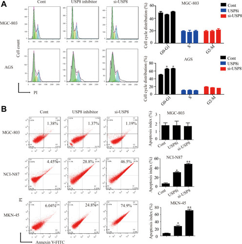 Figure 4 Down-regulation of USP8 affects the cell-cycle and apoptosis of HER-3 positive gastric cancer cells. (A) Cell-cycle experiments were performed on MGC-803 and AGS cells. (B) Apoptosis experiments were performed on MGC-803, NCI-N87 and MKN-45 cells. *P<0.05, **P<0.01.