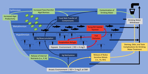 Figure 1. Conceptual diagram of hypolimnetic oxygenation control on nutrients, metals, phytoplankton, fish, and zooplankton.