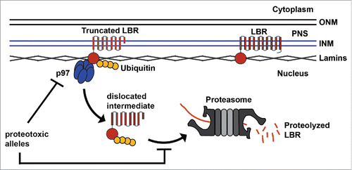 Figure 2. Emerging model of nuclear membrane-associated protein quality control. Truncated LBR is trafficked to the inner nuclear membrane, ubiquitylated, and dislocated into the nucleoplasm via a p97-dependent mechanism (note that p97 cofactors were omitted for clarity). Dislocated LBR is then degraded by nuclear proteasomes. Laminopathy-associated alleles may exert proteotoxic effects on nuclear protein quality control by competing for limited components of the degradation machinery or by inhibiting the pathway at the stage of ubiquitylation, INM dislocation, or proteasomal degradation. (INM) inner nuclear membrane, (ONM) outer nuclear membrane, (PNS) perinuclear space.