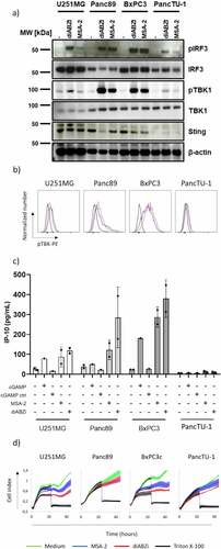 Figure 5. STING activation in tumor cell lines. PDAC tumor cell lines Panc89, BxPC3, PancTU-1, and glioblastoma line U251MG were activated with STING ligands (25 µM MSA-2, 100 nM diABZI, 10 µg/mL cGAMP/cGAMP ctrl). a) Western blot analysis of STING expression and IRF3/TBK1 phosphorylation after 4 h of activation. b) Flow cytometry analysis of TBK1 phosphorylation (pTBK1) was measured after 4 h stimulation with MSA-2 (blue histograms), diABZI (red histograms) or medium (black histograms). Results of one out of three similar experiments are shown. c) IP-10 production by tumor cells in response to STING ligands. 104 tumor cells were cultured in duplicates in flat bottom microtiter plates in the absence or presence of STING ligands as indicated. After 24 h, cell culture supernatants were collected and analyzed for IP-10 by ELISA. Mean values of two independent experiments are shown. d) Tumor cell lines were pre-incubated for 3 h with the indicated ligands, washed, and plated on RTCA plates (104 cells per well). The impedance was recorded over 48 h. After 24 h, Triton X-100 was added as indicated.