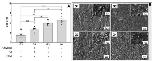 Figure 2 PDA-assisted treatment had higher bacteria killing. (A) Colony-forming units (CFU, log scale) recovered from the substrates after the treatment (data = mean ± standard error of the mean, n=5, *p<0.05, **p<0.001). (B) Representative SEM images of the sample surface after the treatments.