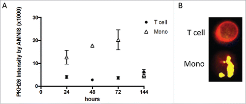Figure 2. Differences in uptake of PKH26-labeled TEX cells and monocytes. (A) Time-dependent uptake of TEX by monocytes contrasts with the slower and lower TEX uptake by T cells. Amnis measurements of PKH26 intensity in cells were acquired after increasing co-incubation times. (B) Representative Amnis images show TEX uptake by monocytes vs. no uptake by T cells after 48 h of co-incubation.