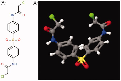 Figure 1. N,N′-(Sulfonyldi-4,1-phenylene)bis(2-chloroacetamide) (TC-E-5003) structural formula. (A) 2D structural formula of N,N′-(Sulfonyldi-4,1-phenylene)bis(2-chloroacetamide) (TC-E-5003). (B) N,N′-(Sulfonyldi-4,1-phenylene)bis(2-chloroacetamide) (TC-E-5003) of 3 D.