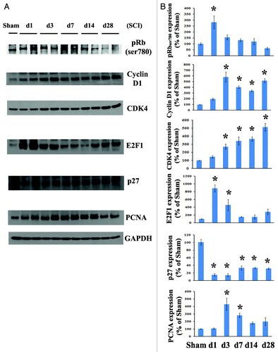 Figure 1. Cell cycle activation changes over time following spinal cord contusion in rats. (A) Representative immunoblots for cell cycle-related proteins (pRb, cyclin D1, E2F1, CDK4, PCNA and p27) and the loading control (GAPDH). (B) Expression levels of cell cycle proteins were normalized by GAPDH, as estimated by optical density measurements, and expressed as a percentage of sham spinal cord. Quantitative analysis of western blots showed that E2F1 and pRb expression levels were rapidly increased by day 1 and declined after 3 d post lesion. Protein expression of cyclin D1 and CDK4 was highly upregulated, starting at 1 d (2 to 1.5 fold) and continuing for at least 4 weeks after SCI. The quantity of PCNA protein in spinal cord tissue was approximately 4 fold that of controls by 3 d and then declined after 1 week post injury, whereas the endogenous CDK inhibitor p27 was downregulated. *p <0.05 compared with sham group. n = 4 rats per time point.
