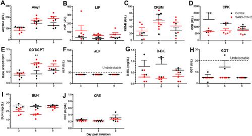 Figure 8 Blood biological and chemistry parameters in SARS-CoV-2-infected hamsters on days 3, 6, and 9 post-infection. Hamsters were infected with 5×105 TCID50 of SARS-CoV-2 (n=5 for SARS-CoV-2, and n=3 for non-infected control). On days 3, 6, and 9 post-infection, plasma was collected and stored at −80°C until use. Multiple biological and chemistry parameters were analyzed with Fuji Dri-Chem slides on a Fujifilm Dri-Chem 4000 analyzer. (A) Amylase (Amyl). (B) Lipase (LIP). (C) Creatine phosphokinase isozyme KB (CKMB). (D) Creatine phosphokinase (CPK). (E) Ratio of glutamic oxalacetic transaminase/glutamic pyruvic transaminase (GOT/GPT). (F) Alkaline phosphatase (ALP). (G) Direct Bilirubin (D-BIL). (H) γ-Glutamyltransferase (GGT). (I) Urea nitrogen (BUN). (J) Creatinine (CRE). Differences among groups were determined using two-way ANOVA with a Bonferroni post hoc test in panels (A–J) (**P < 0.01), no significance among groups is not shown.