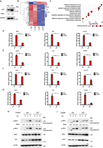 Figure 2. UXT represses the CGAS-STING1 signaling responses. (A) MEF cells were transfected with the indicated plasmids. Cell lysates were collected for western blot analysis of UXT and GAPDH. (B) The heatmap of expression changes of differentially expressed ISGs between control vectors (Vec) or UXT expression plasmids (UXT) transfected MEFs stimulated with cGAMP (1 μg per well) for 3 h. For each gene, the expression level was normalized (Z-score) across samples. (C) Significantly enriched biological processes of the downregulated DE genes (FDR<0.01). (D) MEFs transfected control vectors (Vec) or UXT expression plasmids (UXT) were stimulated with cGAMP (1 μg per well) for 3 h. Then, the induction of Ifnb, Ifna4, and Cxcl10 mRNAs was measured by real-time PCR. (E) MEFs transfected control vectors (Vec) or UXT expression plasmids (UXT) were stimulated with cGAMP (1 μg per well) for 3 h. Then, the induction of Isg15, Ifit1, and Rsad2 mRNAs was measured by real-time PCR. (F) MEFs transfected control vectors (Vec) or UXT expression plasmids (UXT) were stimulated with HTDNA (2 μg per well) for 3 h. Then, the induction of Ifnb, Ifna4, and Cxcl10 mRNAs was measured by real-time PCR. (G) MEFs transfected control vectors (Vec) or UXT expression plasmids (UXT) were stimulated with HTDNA (2 μg per well) for 3 h. Then, the induction of Isg15, Ifit1, and Rsad2 mRNAs was measured by real-time PCR. (H) MEFs transfected control vectors (Vec) or UXT expression plasmids (UXT) were stimulated with HTDNA for 0, 3,6 h, respectively. Then, cell lysates were collected for western blot analysis of UXT, IRF3, IRF3 phosphorylation and ACTB. (I) MEFs transfected control vectors (Vec) or UXT expression plasmids (UXT) were stimulated with cGAMP for 0, 3,6 h, respectively. Then, cell lysates were collected for western blot analysis of UXT, IRF3, IRF3 phosphorylation and ACTB. Graphs show the mean ± SEM, and the data shown are representative of three independent experiments. *p < 0.05; **p < 0.01; ***p < 0.001 (Two-tailed t-test).