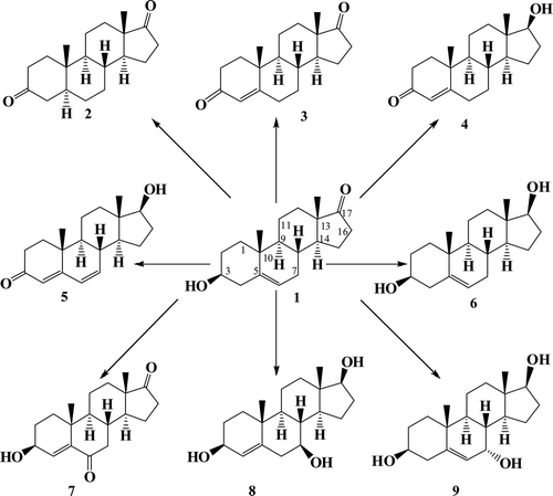 Figure 1.  Biotransformation of dehydroepiandrosterone (1)by Macrophomina phaseolina.