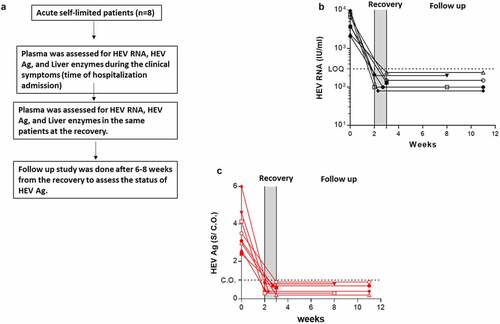 Figure 4. Kinetic of HEV Ag during self-limiting infection of HEV −1 and follow up study. (a) Flow chart of the study design. Plasma samples from AHE patients (n = 8) were assessed for HEV RNA (black) (b) and HEV Ag (red) (c) at the time of acute infection and recovery. Plasma samples from recovered patients (n = 6) were assessed for the same markers 6–8 weeks post recovery (b, c). The same symbol in (B, C) indicates the same patient, and different color means different marker as described. LOQ: limit of quantification, CO: cut off, and S/CO: signal to cut off