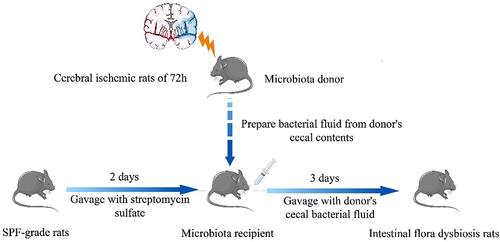 Figure 1 Establishment of the intestinal dysbacteriosis rat model.