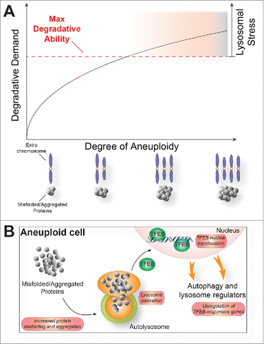 Figure 1. A model as to how proteotoxic load induces a lysosomal stress response. An increasing load of misfolded and/or aggregated proteins brought about by aneuploidy causes lysosome-mediated protein degradation to become limiting (A). This in turn triggers a lysosomal stress response, which lead to translocation of the transcription factor TFEB from the cytoplasm into the nucleus where it stimulates the transcription of genes involved in autophagic degradation (B).
