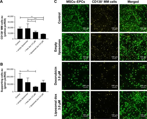 Figure 7 Free and liposomal doxorubicin tested on primary CD138+ myeloma cells cultured in the 3D BM model.Notes: (A) Quantification of primary CD138+ myeloma cells, 48 hours after doxorubicin treatment. (B) Quantification of supporting cells, 48 hours after doxorubicin treatment. Data are presented as mean ± SD (n=2). *P<0.05, **P<0.01, ***P<0.001. (C) Confocal images of the 3D cocultures 48 hours after treatment, showing MSCs/EPCs (green) and primary CD138+ myeloma cells (yellow). The scale bars represent 100 µm.Abbreviations: EPCs, endothelial progenitor cells; MSCs, mesenchymal stromal cells.