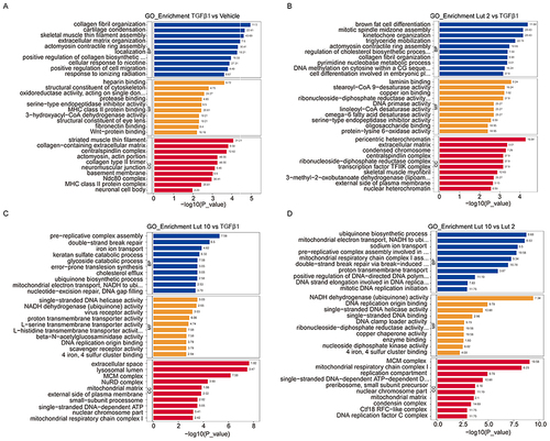 Figure 4 GO analysis of the DEPs in the different comparison pairs. Bubble diagrams of DEPs in GO pathways between (A) The TGFβ1 vs Vehicle group, (B) The Lut 2 vs TGFβ1 group, (C) The Lut 10 vs TGFβ1 group, and (D) The Lut 10 vs Lut 2 group. Vehicle: blank group; TGFβ1: model group; Lut 2: low dose group; Lut 10: high dose group. The Rich factor is displayed on the x-axis, and the p-value is indicated by the color of each circle, the size of which reflects the number of each pathway.