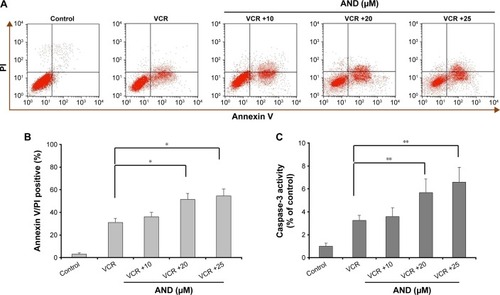 Figure 2 The caspase-dependent apoptosis induced by VCR plus AND in SK-NEP-1 cells.