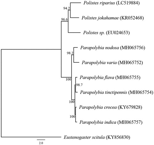 Figure 1. Phylogenetic relationships (maximum likelihood) of the Vespidae based on the nucleotide sequences of the 13 protein-coding genes of the mitochondrial genome. Sequences from Eustenogaster scitula (KY856830) was used as an outgroup. These sequences were separated by codon positions, and for each partition, the optimal models of sequence evolution were used in the maximum likelihood method using MEGA X, based on the corrected Akaike information criterion. The numbers at the nodes indicate the bootstrap support inferred from 1000 bootstrap replicates. Alphanumeric terms indicate the DNA Database of Japan accession numbers.