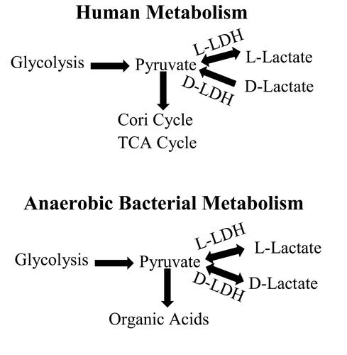 Figure 1 Schematic representations of human and anaerobic bacterial metabolism of L- and D-lactate.Notes: 1, bacterial D-LDH catalyzes a reversible reaction between pyruvate and D-lactate (allowing for D-lactate production from pyruvate) while in humans this reaction irreversibly converts D-lactate to pyruvate; 2, the anaerobic bacteria cannot dispose of pyruvate via oxidative reactions, hence all pyruvate produced from glycolysis is converted to lactate or other organic acids such as acetate and butyrate.