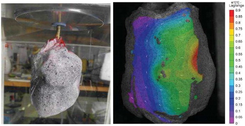 Figure 1. Left: Lung segment in the enclosure with applied speckle pattern – Right: Max principal strain pattern during inflation.