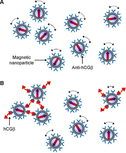 Figure 1 Illustration of the association between hCGβ biomarkers and magnetic nanoparticles coated with anti-hCGβ antibodies.Notes: (A) Magnetic nanoparticles oscillate and rotate individually with the applied external multiple ac magnetic fields before binding with hCGβ. (B) Magnetic nanoparticles become larger or clustered after binding with hCGβ, and thus oscillate and rotate much more slowly than the original individual magnetic nanoparticles.Abbreviation: hCGβ, total β-subunit of human chorionic gonadotropin.