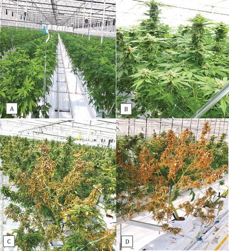 Fig. 8 (Colour online) Greenhouse production of hydroponically grown cannabis plants. (a, b) Healthy plants in vegetative and flowering stages, respectively. (c, d) Symptoms of yellowing and plant death caused by Pythium aphanidermatum.