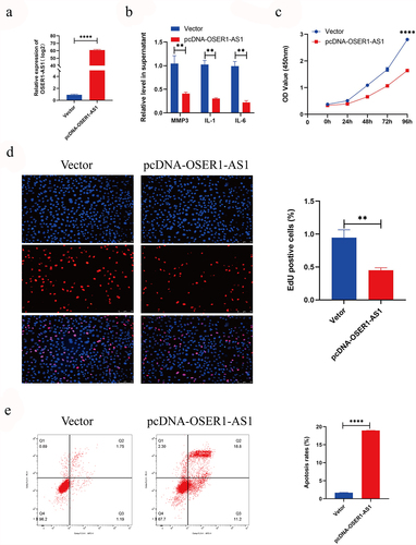 Figure 2. Overexpression of OSER1-AS1 inhibited the proliferation, release of inflammatory factor and promoted the apoptosis of TNF-α-induced RA-FLSs. (a) qRT-PCR analysis was performed to assess the overexpression efficiency of pcDNA-OSER1-AS1 after transfected with pcDNA-OSER1-AS1 and Vector. (b) Relative levels of interleukin-1 (IL-1), interleukin-6 (IL-6), matrix metalloproteinases-3 (MMP-3) were detected by ELISA. (c-d) The proliferation of the TNF-α-induced RA-FLSs was measured by CCK8 assay and EdU staining. (e)The cell apoptosis of the TNF-α-induced RA-FLS was detected by Flow cytometry apoptosis assay. All experiments were conducted in triplicate. ***p < 0.001, ****p < 0.0001.