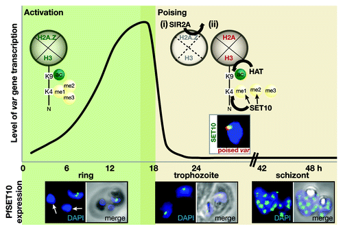 Figure 1. A proposed model of PfSET10 regulation of the active var gene in a perinuclear compartment in Plasmodium falciparum (see text for details).