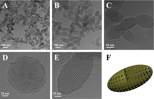 Figure 1. (A–C) TEM images of EMSNs at different magnifications. (D) and (E) are the top-view and side-view images of single EMSN, respectively. (F) A schematic illustration of the ellipsoidal nanoparticle with parallel mesoporous channels along the short axis.