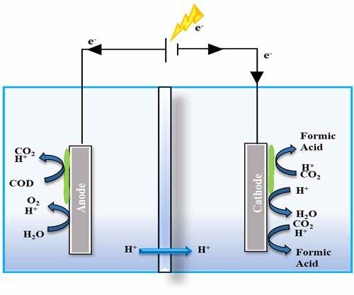 Figure 4. Formic acid generation using biotic and abiotic electrocatalysis.