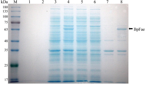 Figure 5. SDS-PAGE analysis of the expression of BpFae in E. coli BL21(DE3) using pET28a vector. M: Molecular weight marker. Lanes 1, 3, 5 and 7: BL21(DE3)-pET-28a; lanes 2, 4, 6 and 8: BL21(DE3)-pET-28a-BpFae. Lanes 1 and 2: supernatant of culture medium; lanes 3 and 4: lysate; lanes 5 and 6: supernatant of lysate; lanes 7 and 8: pellet of lysate. The molecular weight of His-BpFae was predicted as 59 kDa, which was consistent with that as seen in the gel.