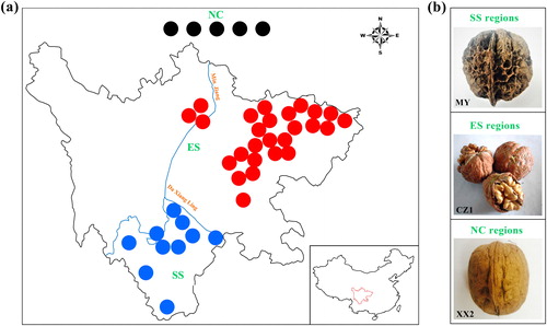 Figure 1. Detailed information for 41 Juglans cultivars collected in the present study. (a) Geographic distribution of the Juglans populations in the present study. The solid circles in black, red and blue represent the origin of cultivars in the NC, ES and SS regions, respectively. (b) Phenotypic differences between the representative varieties of the three groups. MY has deep pits or seal-like depressions on the surfaces of the nuts and dark-colored kernels with tough septa, whereas XX2 has wrinkled nut surfaces, light-colored kernels and papery septa. The nut surface of CZ1 is relatively more similar to that of XX2. Source: Prof. Wei Gong.