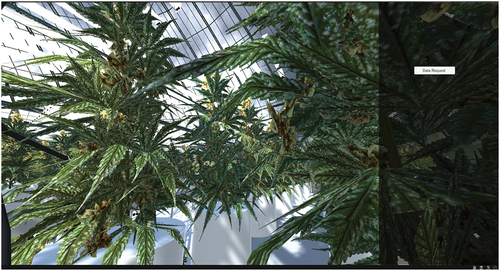 Figure 11B. 3D version of cannabis plants in flower formation.