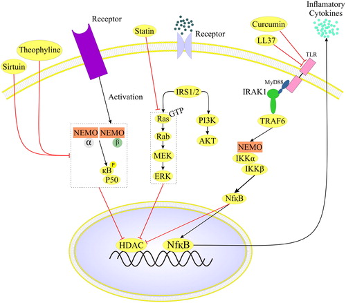 Figure 1. This figure demonstrates the therapeutic effect of some materials in COPD by targeting HDAC activity. Theophyline and Sirtuin by suppressing the NEMO pathway, Stain through preventing Ras activity and Curcumin, and LL-37 peptide via inhibiting TLR pathway can control HDAC activity and are new therapeutic approaches in COPD patients.