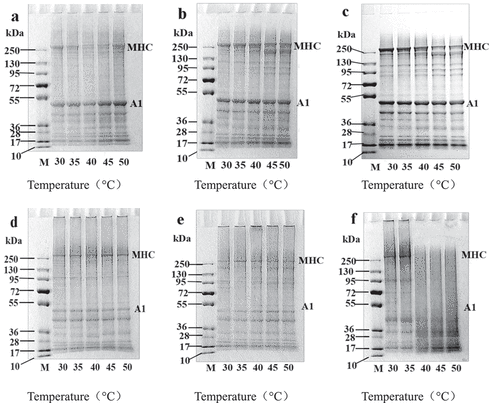 Figure 4. Effects of setting temperatures on SDS-PAGE pattern of the mixture gels composed of fish and chicken meat.MHC - myosin heavy chain, A1- actin.a,b and c, electrophoresis diagram of gels from sliver carp, mixture and chicken gel with addition of DTT, respectively; d,e and f, electrophoresis diagram of gels from sliver carp meat, blended meat and chicken meat without addition of DTT, respectively.