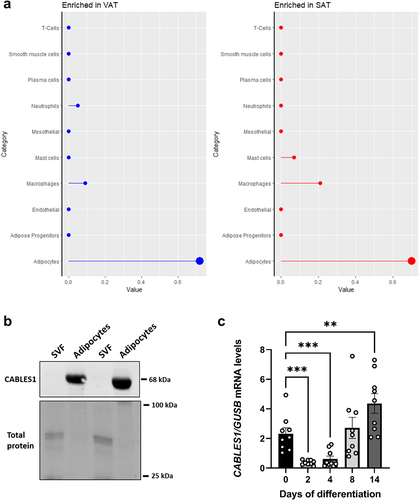 Figure 3. CABLES1 expression in SAT and VAT, and during preadipocyte differentiation. a) CABLES1 enrichment prediction score across cell types. This score is the mean correlation between the gene and the three reference transcripts selected to represent each cell type profiled within Visceral (VAT, left) and Subcutaneous adipose (SAT, right). A dot indicates a positive correlation and the larger circle symbol classifies CABLES1 as cell type enriched in adipocytes. A mean correlation value with adipocytes is defined by correlation with the expression of the three adipocyte reference transcripts: ADIPOQ, LIPE, PLIN1. Simultaneous positive correlation with all three transcripts is cell type enrichment. Non positive correlations are shown as 0. Data from doi: 10.1016/j.Celrep.2022.11104. b) Representative immunoblot of CABLES1 protein and total protein levels in adipocytes and SVF (n = 2). c). CABLES1 gene expression levels on day 0 (preadipocytes), 2, 4, 8 and 14 (mature adipocytes) of differentiation, measured by qPCR (n = 8). The qPCR gene expression data was normalized using GUSB as a reference gene. All data are shown as mean ± SEM. **p < 0.01, ***p < 0.001.