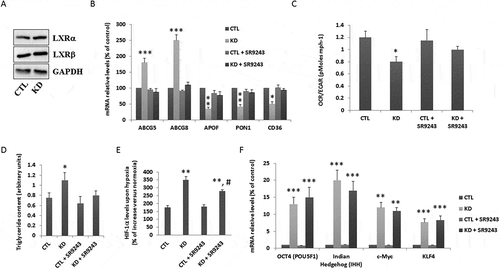 Figure 9. Changes in HepG2 cancer stem cell (CSC)-like features following liver X receptor (LXR) inhibition. A. Lysates from HepG2 control (CTL) or macroH2A1 knockdown (KD) cells were immunoblotted with anti-LXRα and anti-LXRββantibodies. GAPDH was used as a loading control. Representative immunoblots of three experiments are shown. B. qPCR measurement of mRNA levels of LXRs-target genes: ABCG5, ABCG8, APOF, PON1, CD36, in CTL or KD cells following exposure to 10 µM SR9243 for 48 h. Results are expressed as fold induction of mRNA relative to control. Data are normalized to expression of the housekeeping gene phosphoribosomal protein P0. * P < 0.05; ** P < 0.01; *** P < 0.001 relative to CTL. Data represent the means ± S.D.; n = 3. C. CTL and KD cells were exposed to 10 µM SR9243 for 48 h and then the extracellular acidification rate (ECAR) and oxygen consumption rate (OCR) was measured using the Seahorse XF Glycolysis Stress Test Kit. * P < 0.05 relative to CTL; n = 3. D. Triglyceride content in KD versus CTL cells, upon exposure to 10 µM SR9243 for 48 h. *P < 0.05 change versus CTL; n = 3. E. HIF-1α protein levels in lysates of CTL or KD cells, pre-incubated for 24 h with 10 µM SR9243 before 24 h exposure to normoxia (21% oxygen) or hypoxia (1% oxygen). Results are expressed as the percentage of increase of normoxic levels. Data represent the means ± S.D.; n = 3, ** P < 0.01 relative to CTL; ## P < 0.001 relative to KD cells. F. qPCR measurement of mRNA levels of pluripotency factors: transcription factors OCT-4 (POU5F1), morphogen indian hedgehog homologue (IHH), c-Myc and KLF4 in cells as in B-E. Results are expressed as fold induction of mRNA relative to control. Data are normalized to expression of the housekeeping gene phosphoribosomal protein P0. ** P < 0.01; *** P < 0.001 relative to CTL. Data represent the means ± S.D.; n = 3.