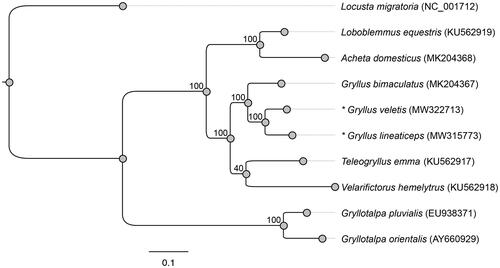 Figure 1. Phylogenetic positions of Gryllus veletis and Gryllus lineaticeps based on the complete mitochondrial genomes of seven other Orthoptera constructed using maximum likelihood. The numerical values indicate bootstrap support for each node (100 permutations). Each Latin name is followed by the respective mitochondrial genome GenBank accession number. The focal species of this study are denoted with an asterisk.