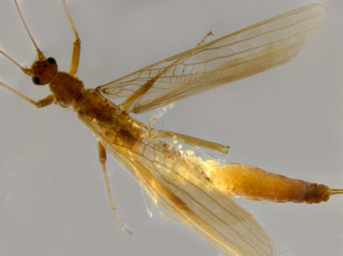 Figure 5. Gravid Nesoperla fulvescens (Plecoptera: Gripopterygidae) with remnant food items in gut.