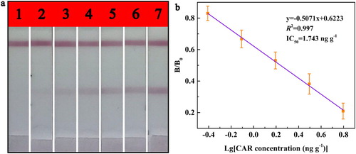 Figure 4. The bovine muscle samples with multiple concentrations of CAR were analysed by the immunochromatographic strips (a, 1 - 7: 12.50, 6.25, 3.13, 1.57, 0.79, 0.40 and 0 ng g−1). The standard curve of CAR detection by the immunochromatographic strips (b).