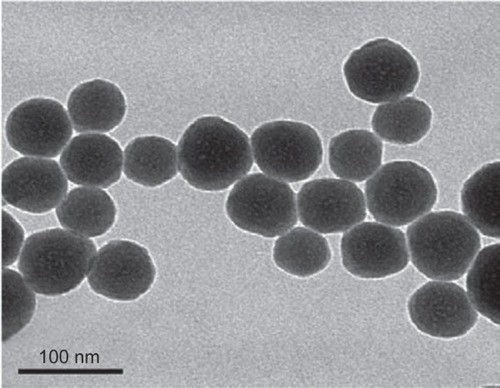 Figure 1 Characterization of Nano-SiO2.Notes: The TEM images of Nano-SiO2 exhibit a near-spherical shape with relatively favorable dispersibility. The average diameter of Nano-SiO2 is approximately 62 nm.Abbreviations: Nano-SiO2, silica nanoparticles; TEM, transmission electron microscopy.
