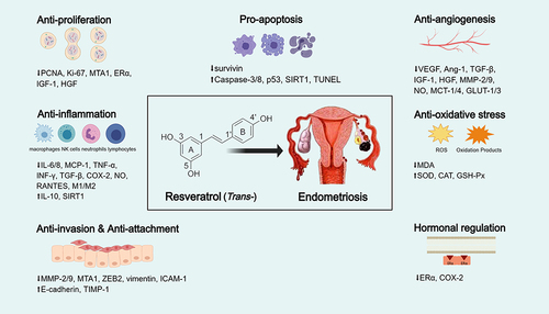 Figure 1 Potential molecular mechanisms of resveratrol on endometriosis. This figure was created with MedPeer (www.medpeer.cn).