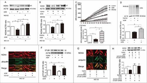 Figure 3. AZM induces proteasomal degradation of NOX4. (A) WB using anti-NOX4 and anti-ACTB of cell lysates from control (lane 1, 3) and AZM- (10 μg/ml) treated (lane 2, 4) LF in the presence (lane 1, 2) or absence of MG132 (lane 3, 4). Protein samples were collected after 3 h treatment with AZM and MG132. Shown in the lower panel is the average ( ± SEM) taken from 6 independent experiments shown as relative expressions. *p < 0.05. (B) WB of cell lysates from TGFB1- (2 ng/ml) treated (lane 1, 2, 3, 4) and AZM (10 μg/ml) treated (lane 2, 4) LF in the presence (lane 1, 2) or absence of MG132 (lane 3, 4). MG132 and AZM treatment was started 1 h before TGFB1 stimulation. Shown in the lower panel is the average ( ± SEM) taken from 5 independent experiments shown as relative expressions. *p < 0.05. (C) Changes of 20S proteasome activity in response to AZM (10 μg/ml) treatment. After 24-h treatment with MG132 and AZM, cell lysates for measuring 20S proteasome activity were collected. Line plots show the measured relative value of fluorescence units (RFU) of average ( ± SD). The fluorescence level in the control treated cells was designated as 1.0 and shown in the lower panel is the average ( ± SEM) taken from 6 independent experiments. *p < 0.05. (D) WB using anti-K48 ubiquitin and anti-ACTB of cell lysates from control (lane 1), TGFB1- (2 ng/ml) treated (lane 2), and AZM- (10 μg/ml) treated (lane 3) LF. Shown in the lower panel is the average ( ± SEM) taken from 8 independent experiments shown as relative expressions. *p < 0.05. (E) Colocalization analysis of confocal laser scanning microscopy images of NOX4 and ubiquitin staining in LF. LF were treated with AZM (10 μg/ml) and TGFB1 (2 ng/ml) for 4 h in the presence of MG132. Staining was performed using an anti-NOX4 antibody and anti-ubiquitin antibody. Bar: 10 µm. (F) WB using anti-STUB1 and anti-ACTB of cell lysates from TGFB1- (2 ng/ml) treated (lane 3, 4) and AZM- (10 μg/ml) treated (lane 2, 4) LF. Shown in the lower panel is the average ( ± SEM) taken from 5 independent experiments shown as relative expressions. *p < 0.05. (G) Colocalization analysis of confocal laser scanning microscopy images of NOX4 and ubiquitin staining in LF. LF were transfected with control siRNA and STUB1 siRNA, and treatment with AZM (10 μg/ml) and TGFB1 (2 ng/ml) was started 48 h post-siRNA transfection. Bar: 10 µm. (H) WB using cell lysates from control and STUB1 siRNA-transfected LF. TGFB1 (2 ng/ml) and AZM (10 μg/ml) treatment were started 48 h post-siRNA transfection and protein samples were collected after 24 h treatment. Shown in the lower panel is the average ( ± SEM) taken from 7 independent experiments shown as relative expressions. *p < 0.05.