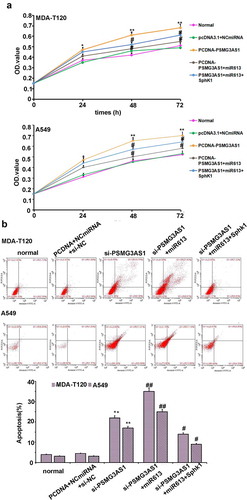 Figure 6. PSMG3-AS1 regulate the malignant behavior of NSCL cells through miR-613/SphK1 axis. (a)The effects of PSMG3-AS1, miR-613 and SphK1 on the proliferation of MDA-T120 and A549 cells were analyzed by performing CCK-8 assay. Experiments were performed in triplicate and mean values were compared.*p < 0.05, ** p < 0.05 vs NC; # p < 0.05, vs pcDNA3.1-PSMG3AS1. (b)Apoptosis rate for cells which were transfected with or without pcDNA3.1+ NCmiRNA+siNC, si-PSMG3-AS1, si-PSMG3AS1+ miR613 or si-PSMG3AS1+ miR613+ pCDNA3.1-SphK1, respectively. Data are presented as mean ± SD from three independent experiments. ** p < 0.01 vs NC. # p < 0.05; ## p < 0.01 vs si-PSMG3-AS1. (c)Cell invasion ability of cells transfected by PSMG3-AS1 with or without miR-613 mimic or pcDNA3.1-SphK1 transfection was detected by cell invasion assay. Data are presented as mean ± SD from three independent experiments. * p < 0.05, vs NC; # p < 0.05, vs pcDNA3.1-PSMG3-AS1. (d)Colony formation ability of cells transfected by PSMG3-AS1 with or without miR-613 mimic or pcDNA3.1-SphK1 transfection was detected by soft agar colony formation assay. Data are presented as mean ± SD from three independent experiments. * p < 0.05, ** p < 0.01 vs NC; # p < 0.05, vs pcDNA3.1- PSMG3-AS1