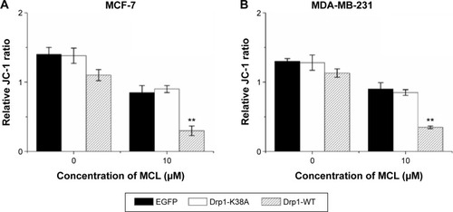 Figure 6 Effect of Drp1 on mitochondrial membrane potential.