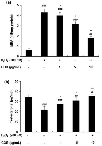 Figure 4. Effect of cordycepin (COR) on lipid peroxidation and testosterone levels in hydrogen peroxide (H2O2)-induced TM3 cells. (a) Effect of COR on H2O2-induced lipid peroxidation in TM3 cells. TM3 cells treated with COR were incubated in the presence or absence of 200 μM H2O2 at 37 °C for 24 h. Total cell lysate from cultured cells was analysed for malondialdehyde (MDA) formation. (b): Effect of COR on H2O2-induced testosterone production in TM3 cells. Data are expressed as the mean ± SD (n = 6). #p < 0.05, ##p < 0.01 and ###p < 0.001 compared with control. *p < 0.05, **p < 0.01 and ***p < 0.001, compared to cells exposed to H2O2.