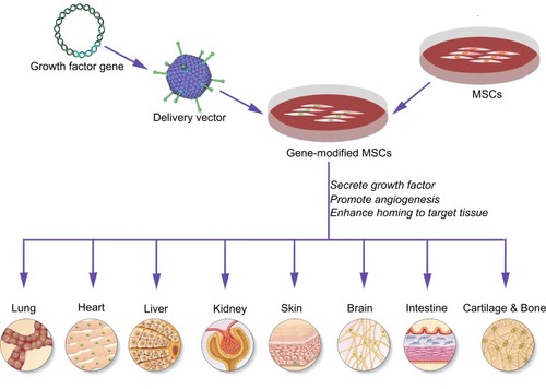 Figure 1 An overview of the therapeutic utilization of GF gene-modified MSCs.